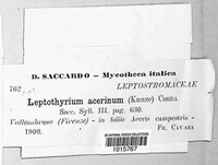 Leptothyrium acerinum image